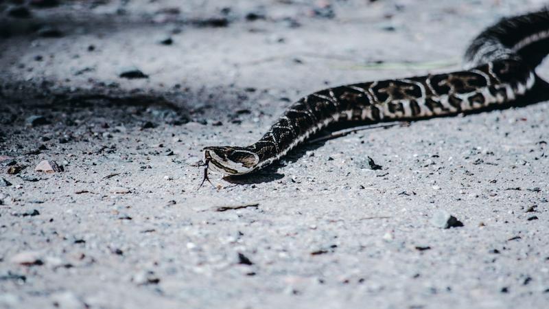 soñar con serpientes