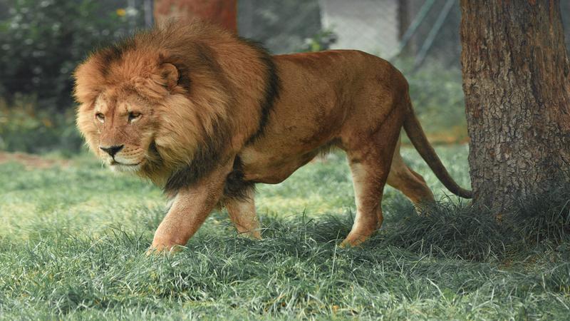 soñar con leones