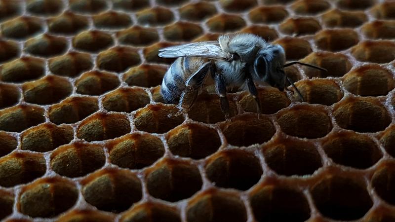 soñar con abejas