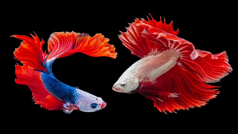 soñar con peces