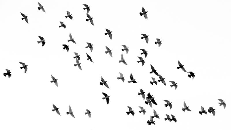 soñar con pajaros