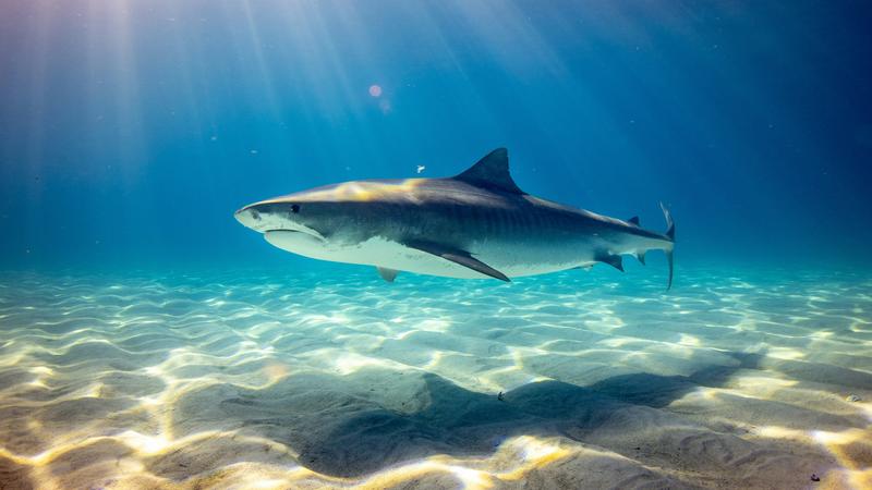soñar con tiburones