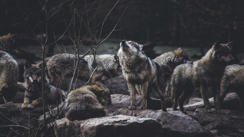 soñar con lobos
